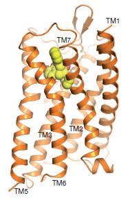 Opiidní receptry (OR) rhdpsinvá rdina receptrů spřažených s G prteiny (GPCRs) 4 typy OR μ-or, δ-or, κ-or, NOP klíčvý prvek vnímání blesti vlivňují afektivní chvání a neurendkrinní funkce, vládají