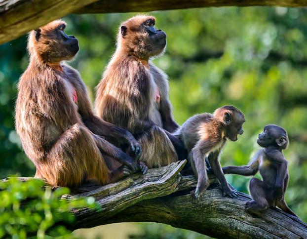 Mládě se od matky již vzdaluje, samo si bere potravu, hraje si s ostatními mláďaty ve skupině, uvedl hlavní zoolog Kamil Čihák. Výběh dželad najdete v etiopské části zoo.