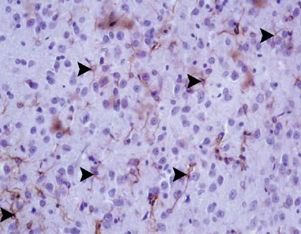 ekspresyonu, IHC-P, Bar:50μm. Şekil 2.