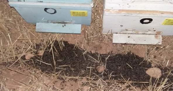 Pestisitler, arılar tarafından temas, solunum ve ağız yoluyla vücuda alınır ve zehirlenmeye neden olur.
