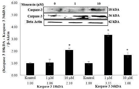 Şekil 2. Monensin uygulanan primer tavuk hepatosit hücrelerinde kontrol grubuna göre kaspaz 3 (18 kda) ve kaspaz 3 (36 kda) protein ifadelenme düzeyleri ile western blot görüntüsü (*p<0,05). 2.2. Monensin in Kaspaz 9 protein ifadelenme düzeyleri üzerine etkisi Şekil 3.