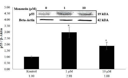 2.3. Monensin in p53 protein ifadelenme düzeyi üzerine etkisi Şekil 4. Monensin uygulanan primer tavuk hepatosit hücrelerinde kontrole göre p53 (43 kda) protein ifadelenme düzeyleri (*p<0,05).
