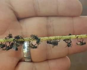 döngülerinde yumurta, nimf ve ergin evreleri bulunmaktadır. Mutfaklar, banyolar, fırınlar, foseptikler, bodrum katları, rögarlar, kiler ve depolar önemli gizlenme ve yaşama ortamlarıdır.