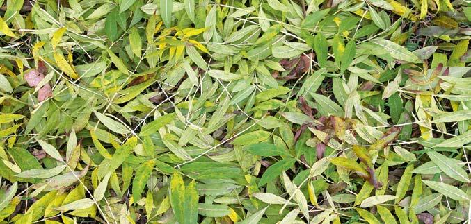 Na obnaženou pláň byla po celé ploše navezena 15 cm vrstva z těženého kameniva z důvodu vylepšení vsakovacích poměrů. Poté došlo k založení přírodního trávníku klasickou metodou, tj.