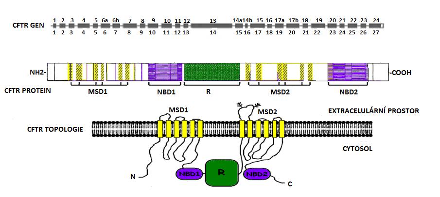 dalších chloridových kanálů - ORCC (outwardly rectified chloride channels) nebo epitelového sodíkového kanálu (ENaC) (Vávrová et al. 2006). CFTR protein je tvořen pěti základními doménami.