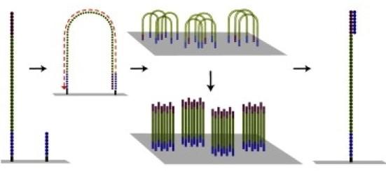 ukotvený na desce slouží jako primer pro syntézu druhého vlákna DNA. Poté proběhne denaturace a ohnutí k dalšímu oligonukleotidu. Dochází k tvorbě shluků (tzv.