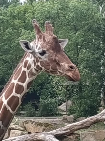 ZOO Dvůr Králové nad Labem Předmětová komise chemie. Žáci 9. ročníku se na podzim zúčastnili dvou výukových programů v expozici Ekotechnického centra Alternátor Třebíč.