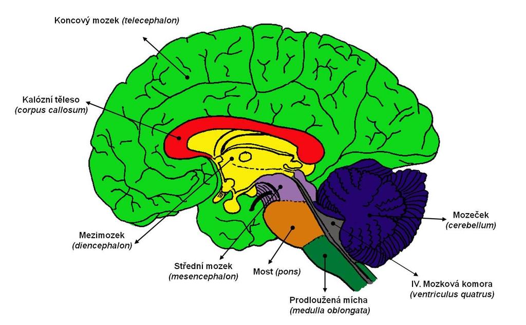 Pravá mozková hemisféra a její význam pro vzdělávání. Diplomová práce - PDF  Free Download