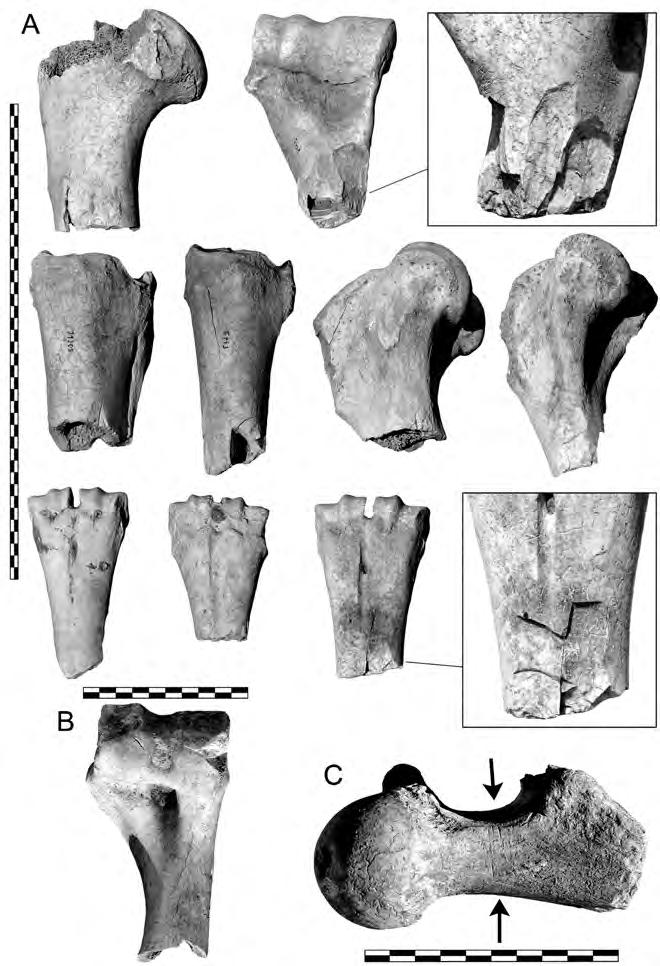Archeologické rozhledy LXXI 2019 201 Obr. 21. Štítary.