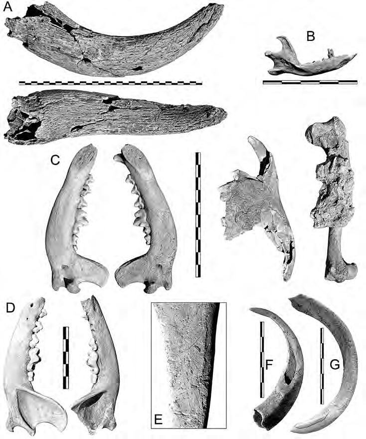 202 Zápotocký Malyková Kyselý: Raná fáze staršího (baalberského) stupně Obr. 22. Štítary. A rohový výběžek (processus cornualis) tura domácího (Bos taurus) z obj.