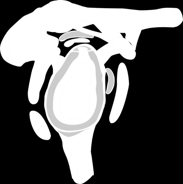 1 Labrum glenoidale 7.