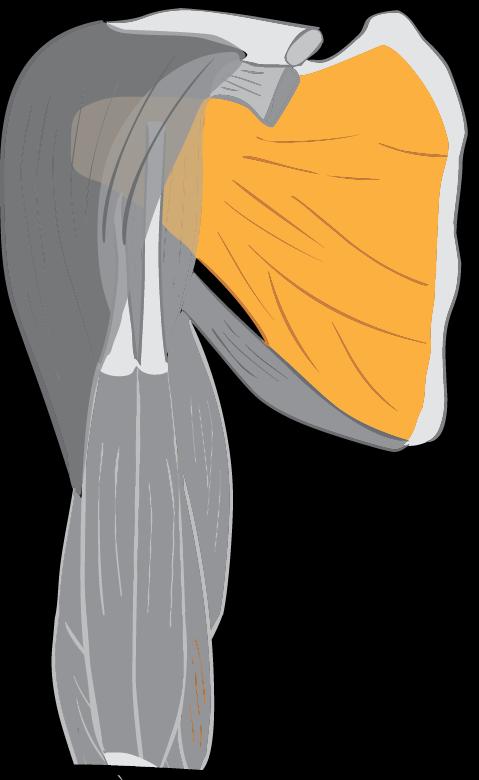 Articulatio humeri