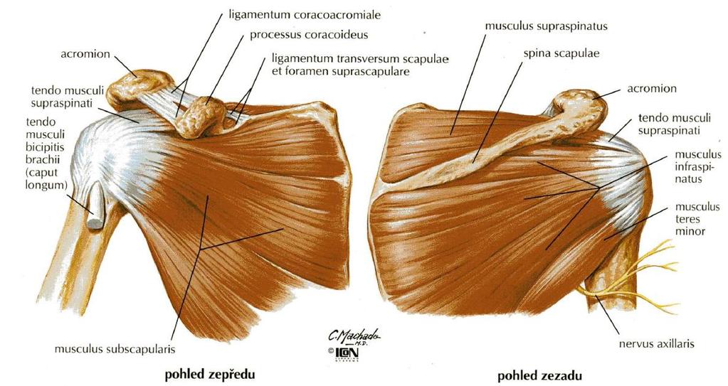 Articulatio humeri (glenohumeralis) 4 Rotátorová manžeta