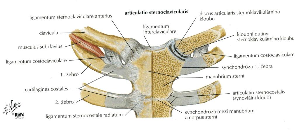 Articulatio sternoclavicularis Netter, F. H.