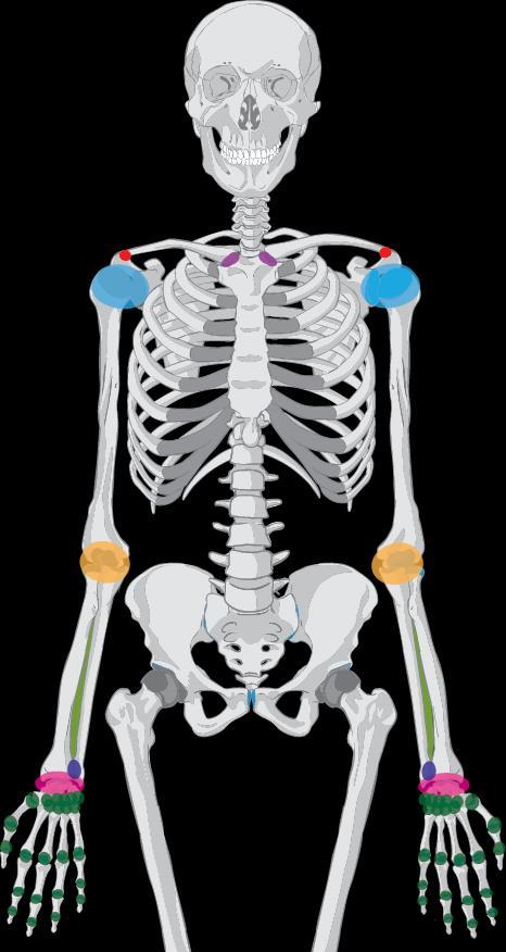 Spojení na horní končetině 1 Articulatio sternoclavicularis klíčkohrudní kloub 2 Articulatio acromioclavicularis nadpažkoklíčkový kloub 3 Articulatio humeri (glenohumeralis) ramenní