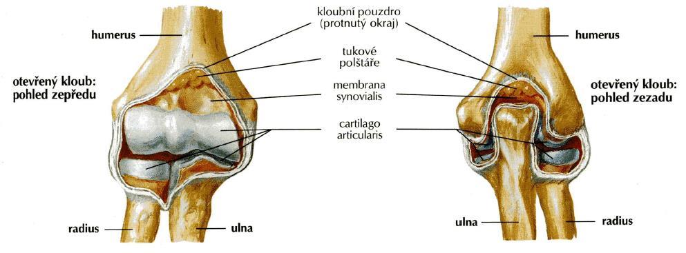 Articulatio cubiti 2 Netter, F. H.