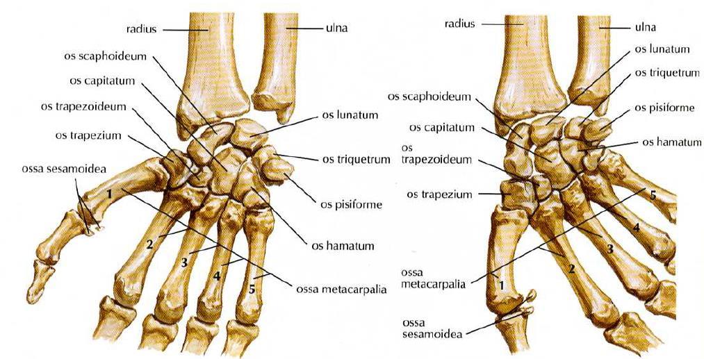 Articulatio radiocarpalis 1 Netter, F. H.