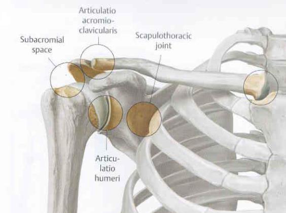 Klouby ramenního pletence 1 Articulatio sternoclavicularis 2 Articulatio