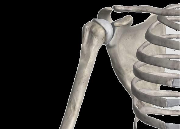 Articulatio humeri (glenohumeralis) 1 Typ: