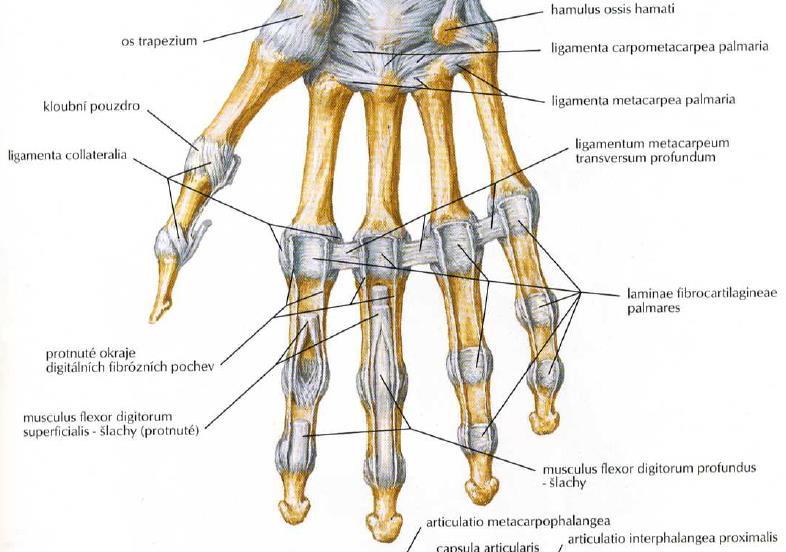 Fibrocartilago palmaris