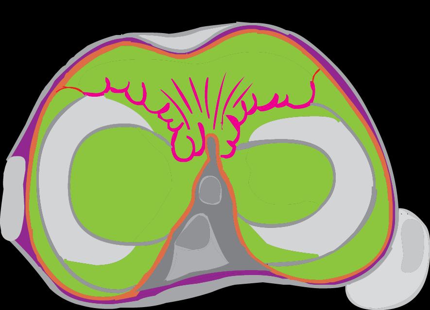 4. Capsula articularis