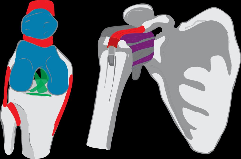 5. Ligamenta Kloubní vazy 1 Ligamenta