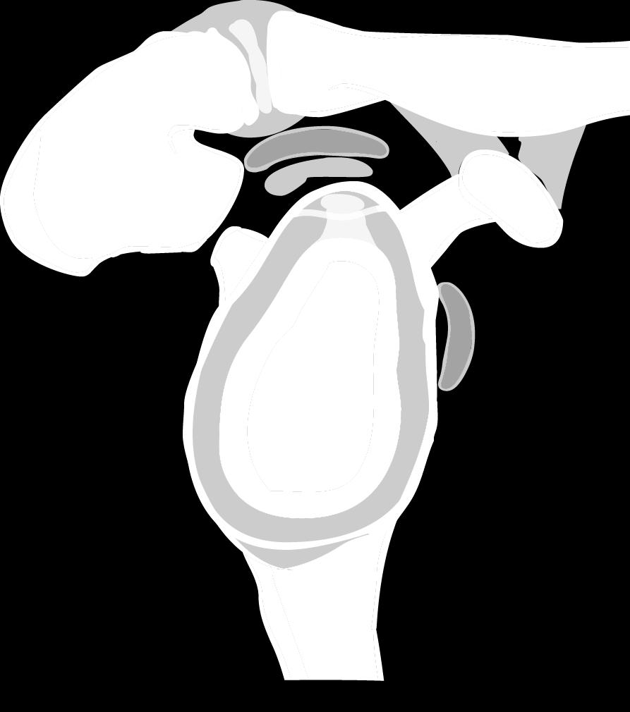 1 Discus articularis 1.