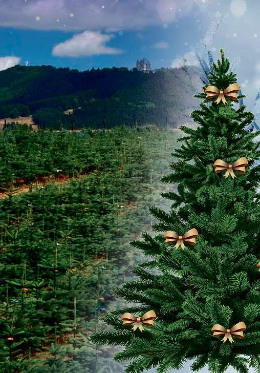 24 29. listopadu 2019 Náš kraj ADVENT VE ZLÍNĚ PROGRAM Sobota 30. listopadu 15 15.30 ZŠ Malenovice dětský sbor Čamlíci, 16 17.30 F Dur Jazzband Neděle 1. prosince 15 17.30 CM VS Kašava, 17.