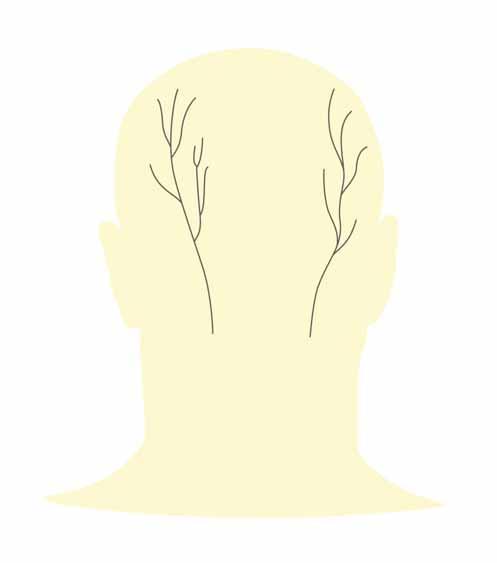 KLINICKÉ SYNDROMY Z OBLASTI CERVIKÁLNÍHO PLEXU. N. occipitalis major (C) jeho počáteční úsek je smíšený (inervuje m. semispinalis capitis a m. longissimus capitis), v konečném úseku je nervem kožním.