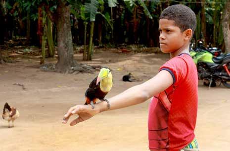 krátkozobý (Ramphastos sulfuratus)