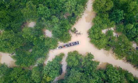the banks of river banks to spend the night; groups of considerable numbers form this way. In the morning, however, these communities break down into smaller groups.