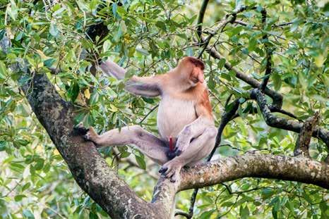 Newborn proboscis monkeys are conspicuous with their dark fur and bluish face.