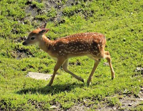 Summary: The Vietnamese sika deer (Cervus nippon pseudaxis) is one of the smallest subspecies of sika deer (Cervus nippon).