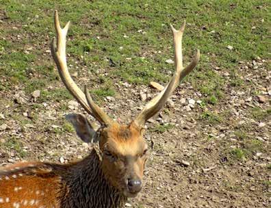 den po shozu) 25 July 2016 (day 119 after shedding) Zoologická zahrada Ústí nad Labem chovala v roce 2018 dvě samice slona indického (Elephas maximus).