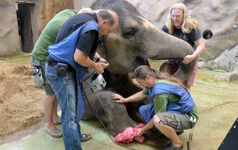 Summary: The article covers the development of the state of health of Kala, the female Asian elephant (Elephas maximus) which arrived in Ústí nad Labem back in 1985.