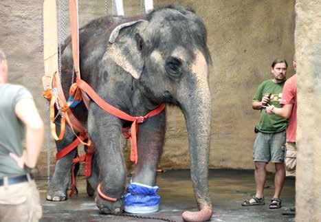 In particular, abscesses on the feet were addressed in the most recent three years but failed to be treated in a satisfactory manner from 2016.