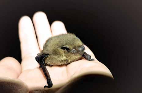 noctula) Netopýr hvízdavý (Pipistrellus