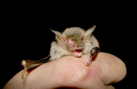 (Pipistrellus pipistrellus) Netopýr