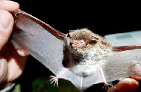 VZÁCNÉ SETKÁNÍ A RARE ENCOUNTER Roman NAJBERT Při svých cestách přírodou člověk občas potká mimo běžně žijících živočichů i vzácnější druhy.