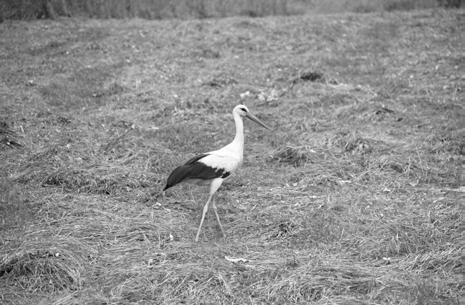 As part of this territory of great diversity covering approximately 2,300 ha, the author identified at least 32 species of mammals and more than 105 species of birds.