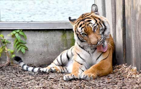 2018 Druhů Species Jedinců Specimens Savci Mammalia 69 277 Ptáci Aves 48 143 Plazi Reptilia 48 162 Obojživelníci Amphibia 14 101 Ryby Pisces 44 555 Paryby Chondrichthyes 1 9 Bezobratlí Invertebrata 4