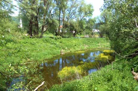 Lokalita 2 Inundační tůň na břehu Labe dole pod cyklostezkou Site 2 An inundation pool