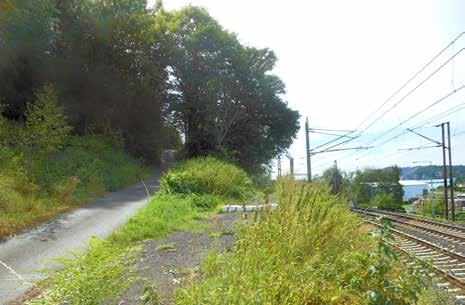 řeky Labe Site 2 A vibrant stand of invasive plants in the immediate vicinity of the