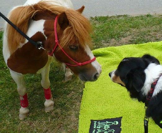 Děkujeme CHARITATIVNÍ HOBBY ZÁVODY O POHÁR HEJTMANA OLOMOUCKÉHO KRAJE Areál Horse