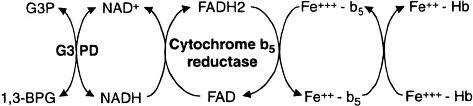 Obr. 6: Redukce methemoglobinu na hemoglobin prost ednictvím cytochrom-b5-reduktázy (Cb5R) NůDH vzniká reakcí glyceraldehyd-3-fosfátu (G3P) na 1,γ bisfosfoglycerát (1,3-BPG) zprost edkovanou enzymem