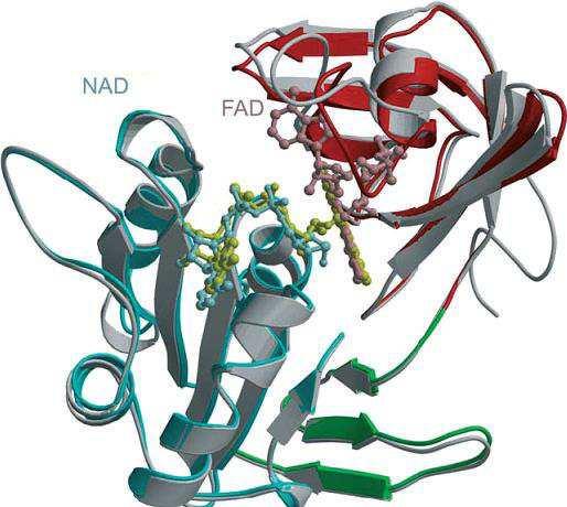 NůDH následně redukuje enzymový FAD a ten dále cytochrom b5, který p sobí jako elektronový donor a redukuje methemoglobin (Fe +++ -Hb) na hemoglobin (Fe ++ -Hb) (p evzato z Prehal, 2000).