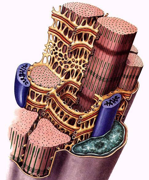 Svalové vlákno, Myofibrily, Sarkomery, Sarkoplasmatické