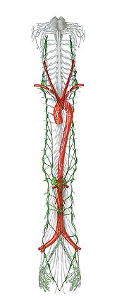 Plexus