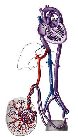 Termíny obecné angiologie Krevní cévy: Arteria, Vena,