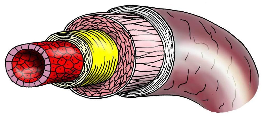 Tepny jsou trubice složené ze tří vrstev. Výstelku tunica intima tvoří jedna vrstva plochých endotelových buněk, pod nimiž jsou uložena elastická a kolagenní vlákna.